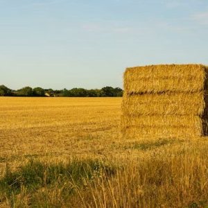 Baled Straw
