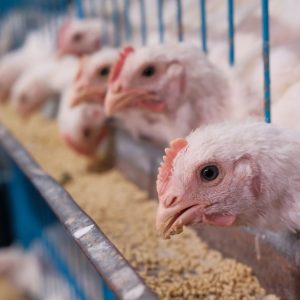 Broiler Chicken Feed