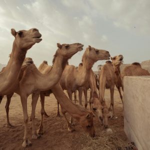 Camel Feed