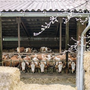 Cattle Hay Bales