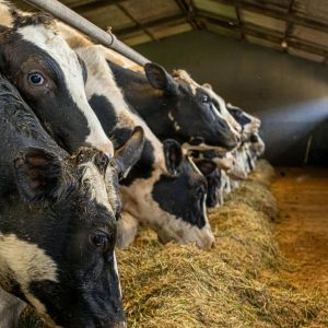 Cattle Mixed Ration Feed