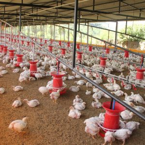 Commercial Broiler Feed