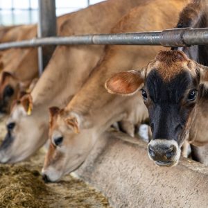 Dairy Cattle Feed