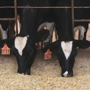 Dairy Cattle Hay