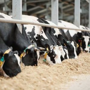 Dairy Cattle Silage