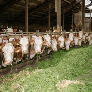 Fresh Cattle Silage Forage