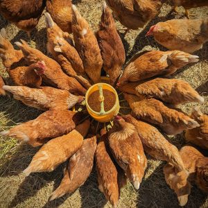 Layer Hen Feed Variety Pack