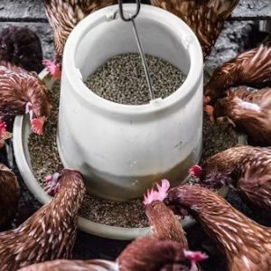 Layer Hen Pellet Feed