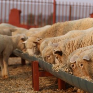 Sheep & Goat Feed