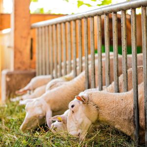 Sheep Grass Feed