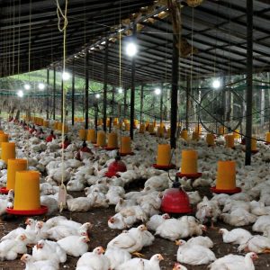 Whole Broiler Chickens