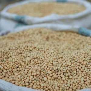 Whole Soybeans