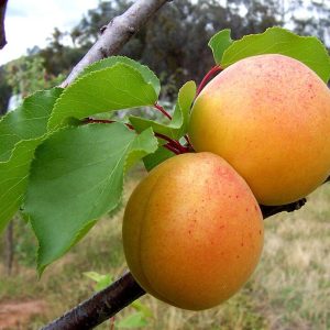 Fresh Apricots