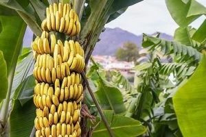 Fresh Bananas