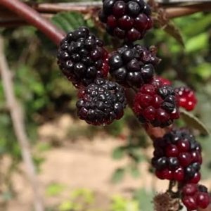 Fresh Blackberries