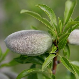 Fresh Green Almonds
