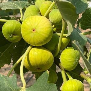 Fresh Green Figs