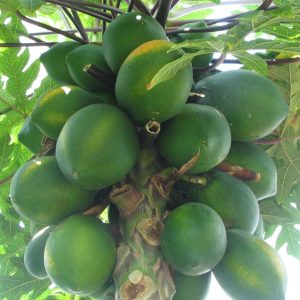Fresh Green Papaya