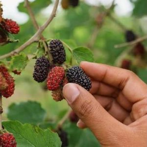 Fresh Mulberries
