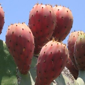 Fresh Prickly Pears
