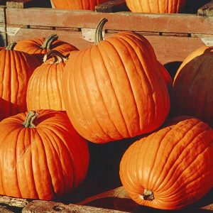 Fresh Pumpkins