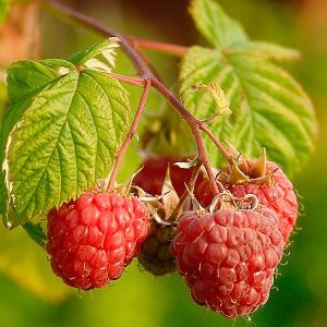 Fresh Raspberries