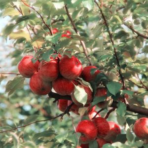Fresh Red Apples