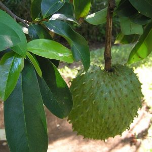 Fresh Soursop